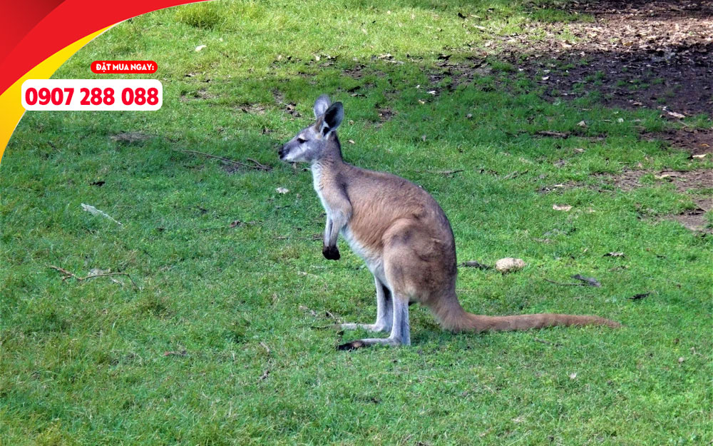 Vietjet tăng tần suất đi Perth và chào giá 0Đ