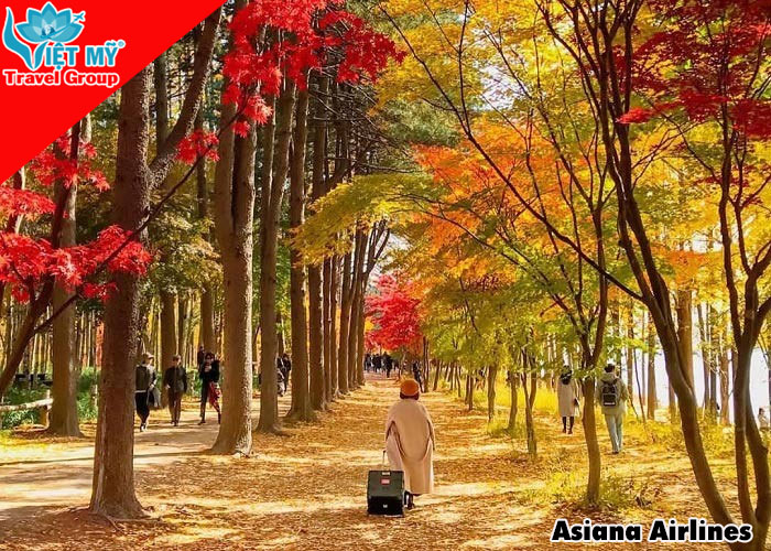 Bay thu xứ Hàn cùng Asiana Airlines – Ưu đãi giảm đến 30% 3 Bay thu xứ Hàn cùng Asiana Airlines – Ưu đãi giảm đến 30%